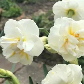 Sir Winston Churchill Daffodil (Narcissus Sir Winston Churchill) Img 2